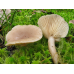 Мицелий Млечника блеклого / Млечник вялый ( Lactarius vietus)